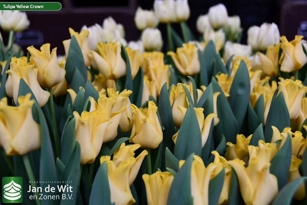 Yellow Crown ® | Tulip | Jan de Wit en Zonen B.V.